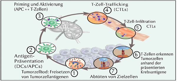 krebsimmunitaetszyklus